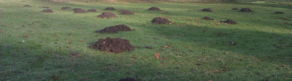 Find Your Local Mole Catcher Here!