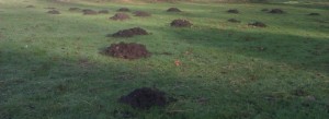 catching moles in maidstone, kent